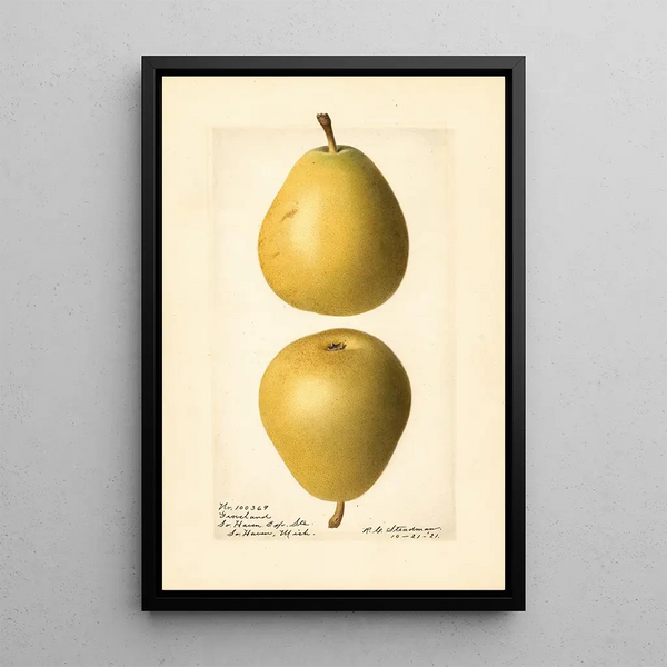 Pyrus communis Groveland - Royal Charles Steadman - Royal Charles Steadman — framed artwork on a wall