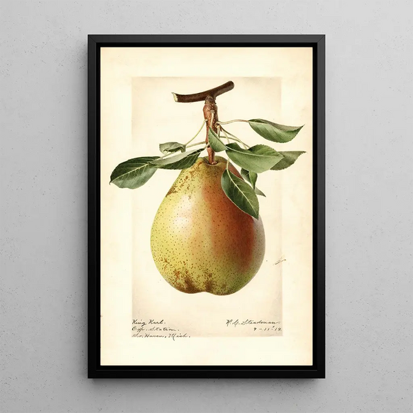 Pyrus communis King Karl - Royal Charles Steadman - Royal Charles Steadman — framed artwork on a wall