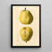 Pyrus communis Nuns Thigh - Royal Charles Steadman - Royal Charles Steadman — framed artwork on a wall