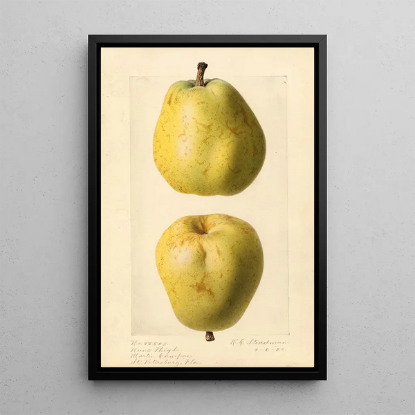 Pyrus communis Nuns Thigh - Royal Charles Steadman - Royal Charles Steadman — framed artwork on a wall