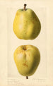 Pyrus communis Nuns Thigh - Royal Charles Steadman - Royal Charles Steadman — artwork view