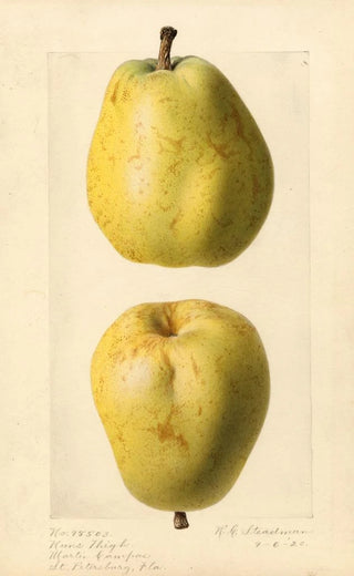 Royal Charles Steadman - Pyrus communis Nuns Thigh.webp