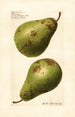 Pyrus communis P - Royal Charles Steadman - Royal Charles Steadman — artwork view