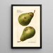 Pyrus communis P - Royal Charles Steadman - Royal Charles Steadman — framed artwork on a wall