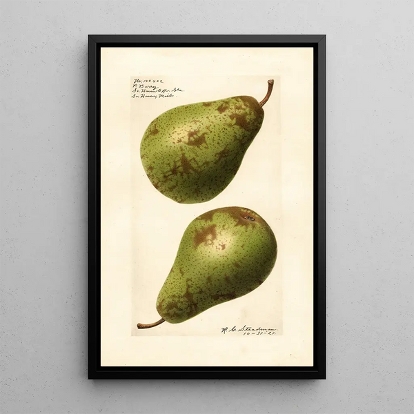 Pyrus communis P - Royal Charles Steadman - Royal Charles Steadman — framed artwork on a wall