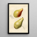 Pyrus communis Vicar of Winkfield - Royal Charles Steadman - Royal Charles Steadman — framed artwork on a wall