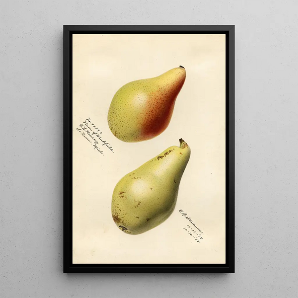 Pyrus communis Vicar of Winkfield - Royal Charles Steadman - Royal Charles Steadman — framed artwork on a wall