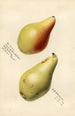 Pyrus communis Vicar of Winkfield - Royal Charles Steadman - Royal Charles Steadman — artwork view