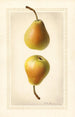 Pyrus communis Worden Seckel - Royal Charles Steadman - Royal Charles Steadman — artwork view