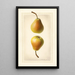 Pyrus communis Worden Seckel - Royal Charles Steadman - Royal Charles Steadman — framed artwork on a wall