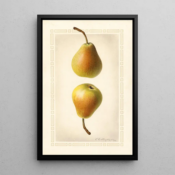 Pyrus communis Worden Seckel - Royal Charles Steadman - Royal Charles Steadman — framed artwork on a wall