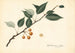 Pyrus communis - Royal Charles Steadman — artwork view