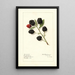 Rubus Early King - Royal Charles Steadman - Royal Charles Steadman — framed artwork on a wall