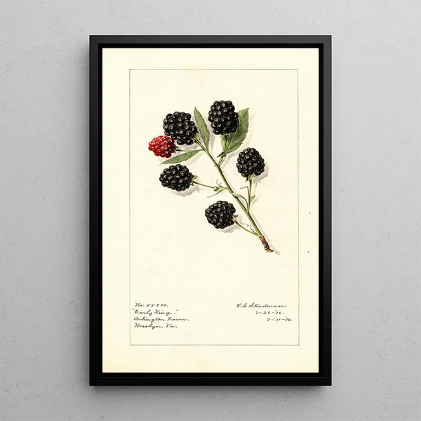 Rubus Early King - Royal Charles Steadman - Royal Charles Steadman — framed artwork on a wall