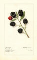 Rubus Early King - Royal Charles Steadman - Royal Charles Steadman — artwork view