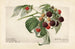 Rubus Haymaker - Royal Charles Steadman — artwork view