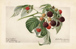 Rubus Haymaker - Royal Charles Steadman — artwork view