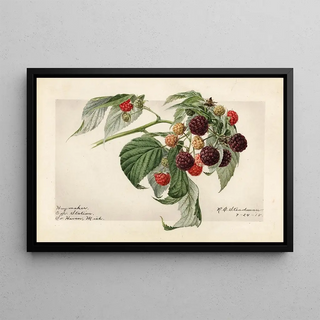 Rubus Haymaker - Royal Charles Steadman — framed artwork on a wall