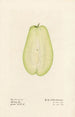 Sechium edule - Royal Charles Steadman - Royal Charles Steadman — artwork view