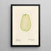 Sechium edule - Royal Charles Steadman - Royal Charles Steadman — framed artwork on a wall