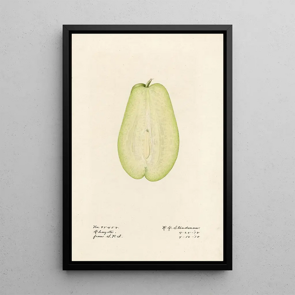 Sechium edule - Royal Charles Steadman - Royal Charles Steadman — framed artwork on a wall