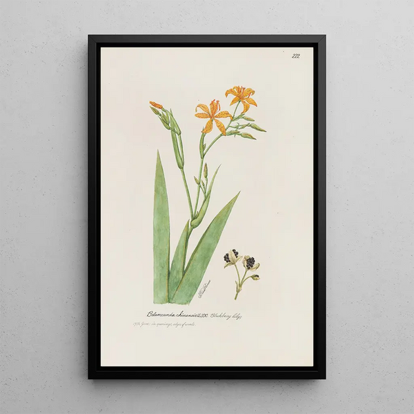 Lys of the brambles - S Fred Prince — framed artwork on a wall