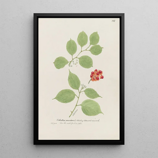 S Fred Prince - Climbing bittersweet waxwork.webp