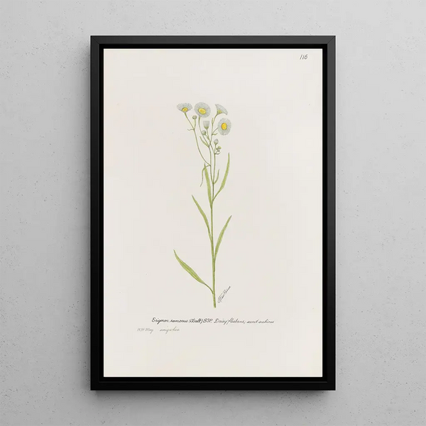 Vergerette Painting - S Fred Prince — framed artwork on a wall