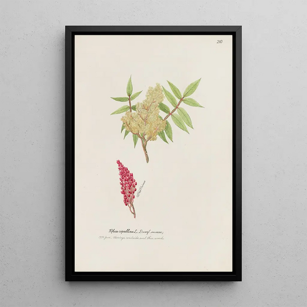 Surnac miniature painting - S Fred Prince — framed artwork on a wall