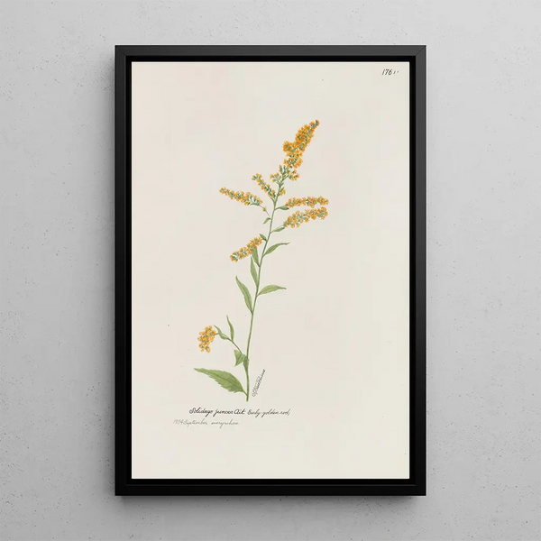 Early Goldfinch Painting - S Fred Prince — framed artwork on a wall