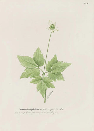 S Fred Prince - Ladyingreen and white.webp