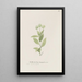 New Jersey Tea Painting - S Fred Prince — framed artwork on a wall