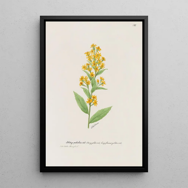Verge d'or voyante painting - S Fred Prince — framed artwork on a wall