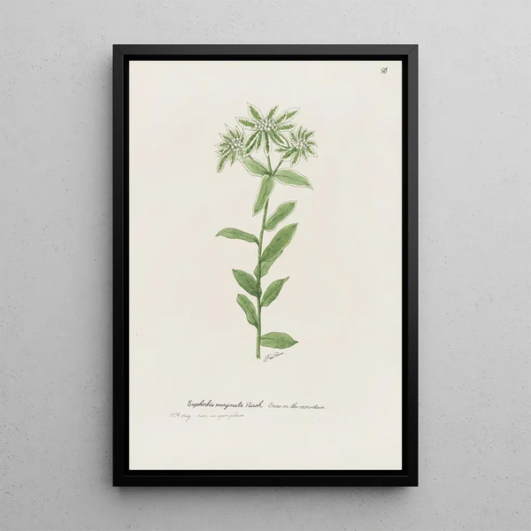Euphorbia marginata - S Fred Prince — framed artwork on a wall