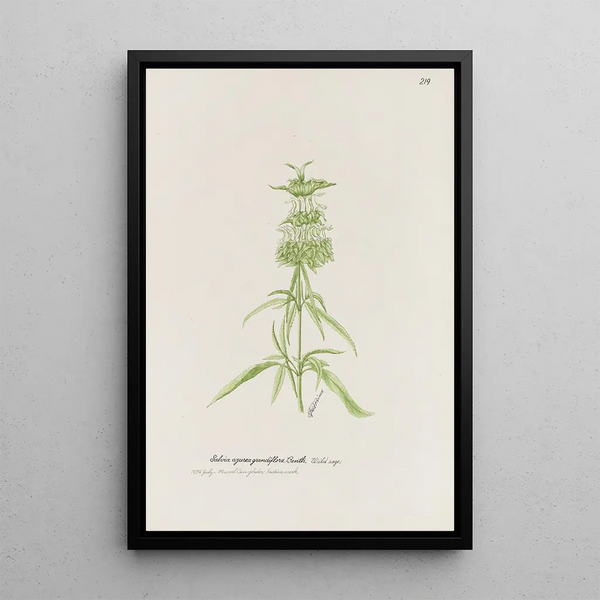 Wild Sage Painting - S Fred Prince — framed artwork on a wall