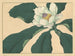 Fleurs de concombre - Sakai Hōitsu — artwork view