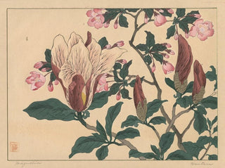 Magnolia - Sakai Hōitsu — artwork view