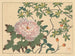 Peony - Sakai Hōitsu — artwork view