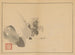 Sakai Hoitsu, flower and bird painting, pl. 11 - Sakai Hōitsu — artwork view