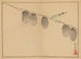 Sakai Hoitsu, flower and bird painting, Pl. 13 - Sakai Hōitsu — artwork view