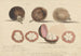 The fruit of the mangosteen, Malacca - Samuel Davis — artwork view