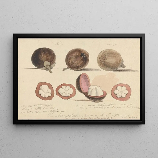 The fruit of the mangosteen, Malacca - Samuel Davis — framed artwork on a wall