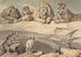 a wild boar, a leopard, a lion, a tiger, a wolf, a ram, and two eagles - Samuel Howitt — artwork view