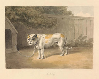 A Bulldog - Samuel Howitt — artwork view