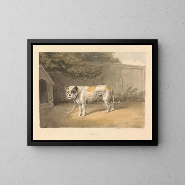 A Bulldog - Samuel Howitt — framed artwork on a wall