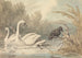 a Crow and Two Swans - Samuel Howitt — artwork view