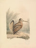 A woodcock - Samuel Howitt — artwork view