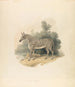 The zebra - Samuel Howitt — artwork view