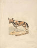 Dog Abyssinian - Samuel Howitt — artwork view