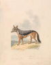 Jackal with black back - Samuel Howitt — artwork view